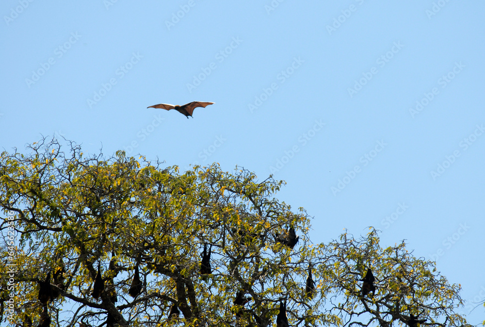 roussette de Madagascar, chauve sourie, Pteropus rufus, Madagascar