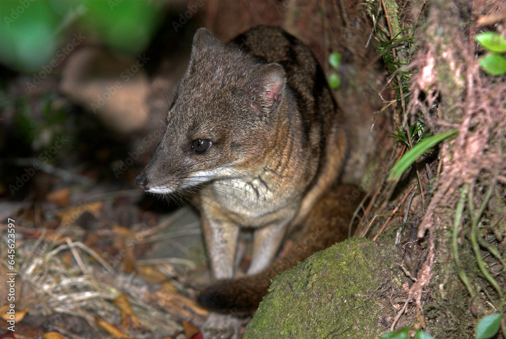 civette malgache, Fossa fossana, Madagascar civette malgache, Fossa fossana, Madagascar