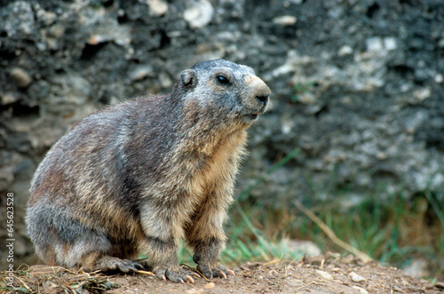 Marmotte des alpes, Marmota marmota