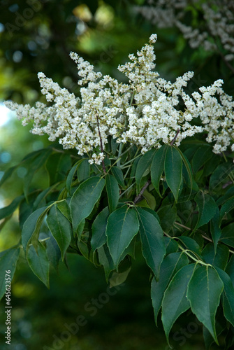 Meliosma pinnata 'Oldhamii' , Meliosma photo