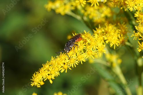 Giant Blood Bee, Sphecodes albilabris, family Halictidae. A cuckoo bee on flowers of Canada goldenrod (Solidago Canadensis). Dutch garden. summer, September
