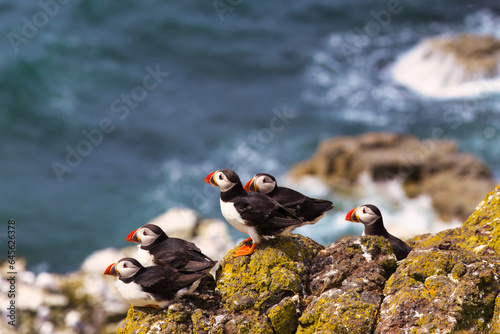 Quintet of Puffins Looking in Unison from a Coastal Rock - Isle of May