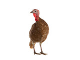 red bourbon turkey female isolated on white background