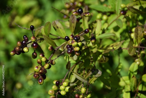 Ripe berries and green berries of the privet, Ligustrum vulgare
They give way to They give way to small, glossy berries which ripen to black in fall and persist throughout winter.