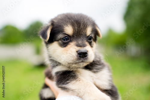 Beautiful adorable little puppy, cute baby dog, small dog, doggy, fluffy puppy,