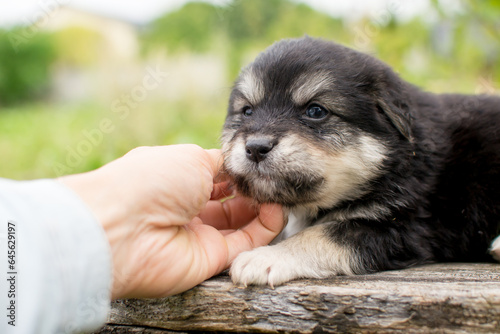 Beautiful adorable little puppy, cute baby dog, small dog, doggy, fluffy puppy,