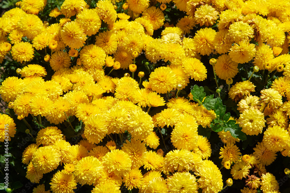yellow chrysanthemums on a green background illuminated by the sun