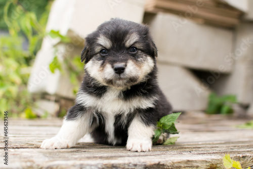 Beautiful adorable little puppy, cute baby dog, small dog, doggy, fluffy puppy,
