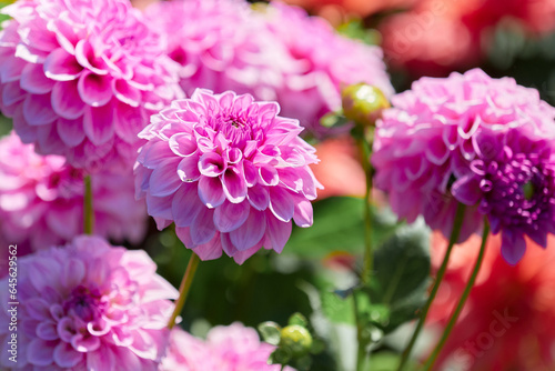 Pink chrysanthemum on a light green background