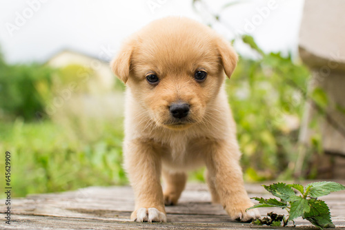 Beautiful adorable little puppy, cute baby dog, small dog, doggy, fluffy puppy,