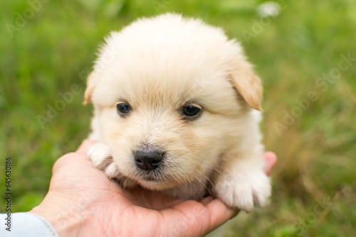 Beautiful fluffy little puppy, cute cub, small dog, doggy, white fluffy puppy