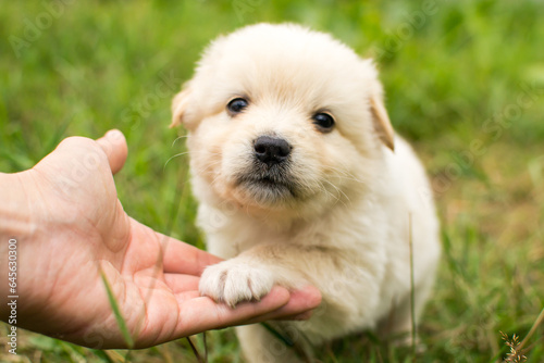 Beautiful fluffy little puppy, cute cub, small dog, doggy, white fluffy puppy
