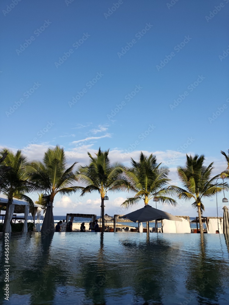 palm trees on the beach resort