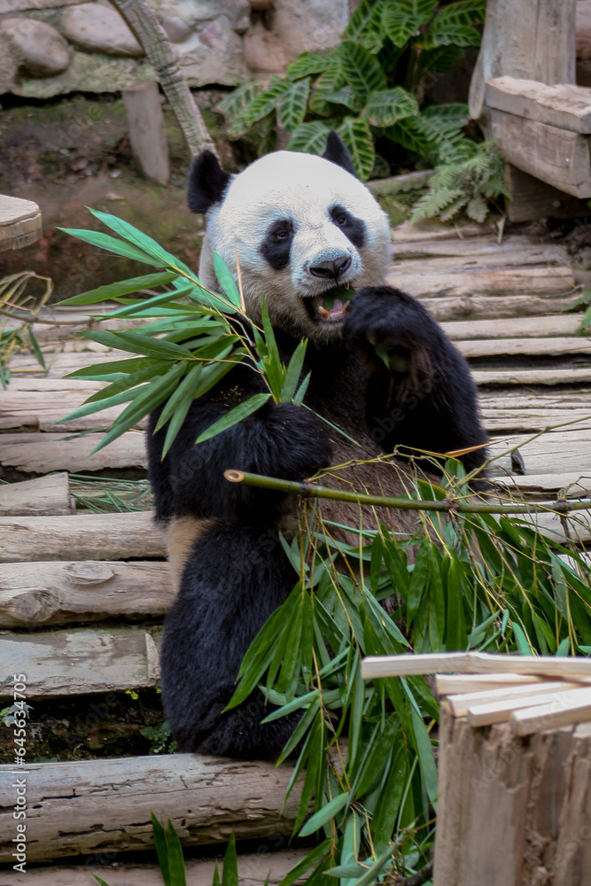 Obraz premium Giant panda bear eating bamboo at Chiang Mai, Thailand.