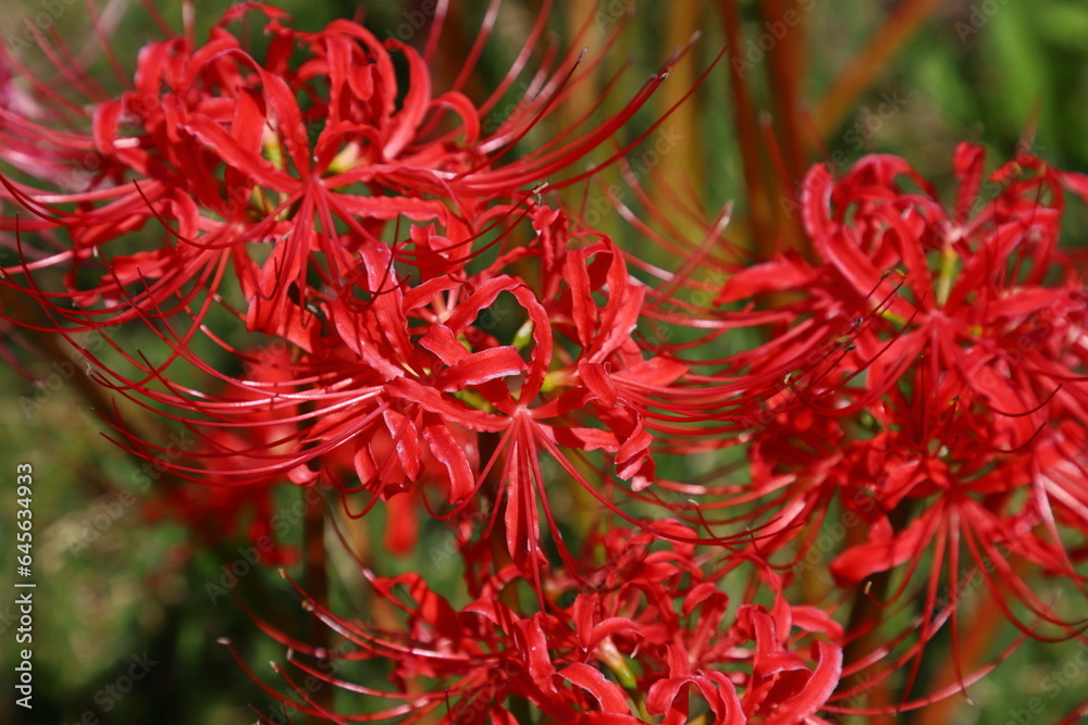 彼岸花のクローズアップ