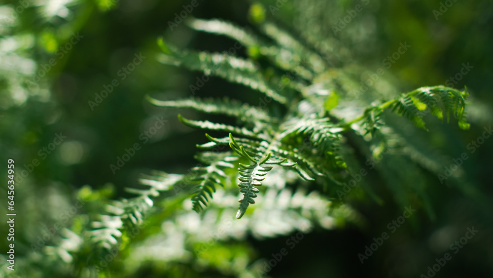 Macro de bruyères et de fougères sauvages, dans la forêt des Landes de Gascogne Macro de bruyères et de fougères sauvages, dans la forêt des Landes de Gascogne