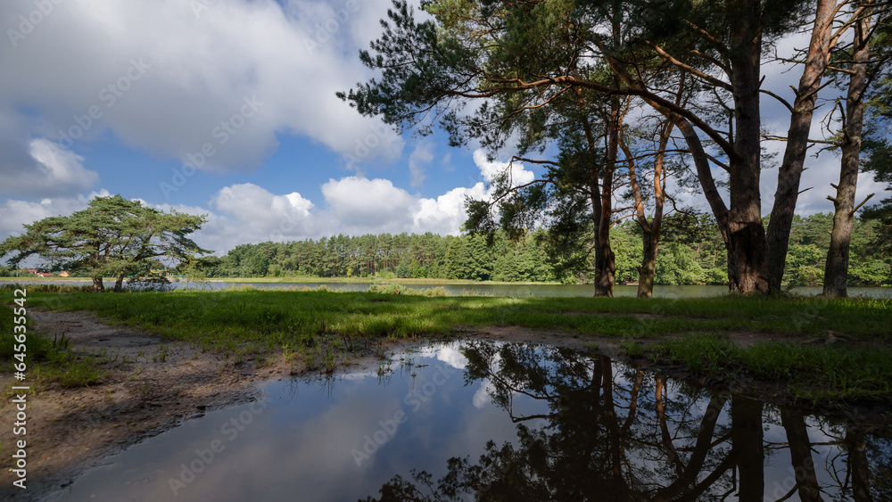 PINE FOREST - Coniferous trees growing on the shore of the lake
PINE FOREST - Coniferous trees growing on the shore of the lake