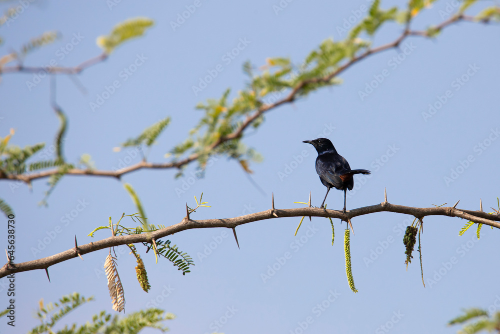 Indian robin bird perched on a twig Indian robin bird perched on a twig