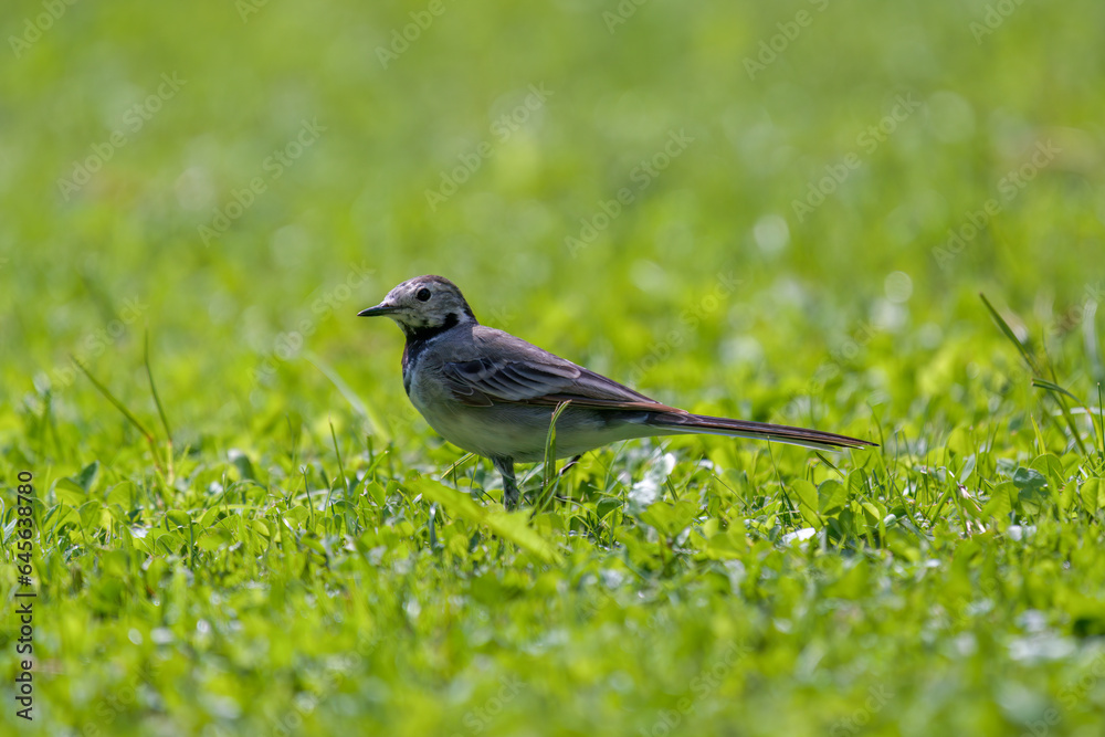 a wagtail, motacilla alba, is looking for food on the green lawn in the garden a wagtail, motacilla alba, is looking for food on the green lawn in the garden