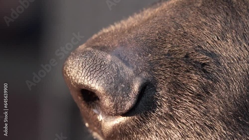 Wallpaper Mural Close up of a black Labrador dog sniffing the air in a park. Dog smelling the air.  Torontodigital.ca