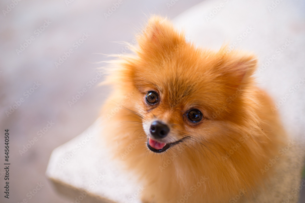 Pomeranian dog with a beautiful smile, very cute, beautiful brown fur.