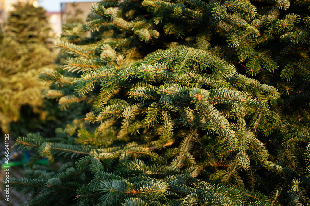 buying a Christmas tree, green fluffy Christmas trees on the street are sold before Christmas