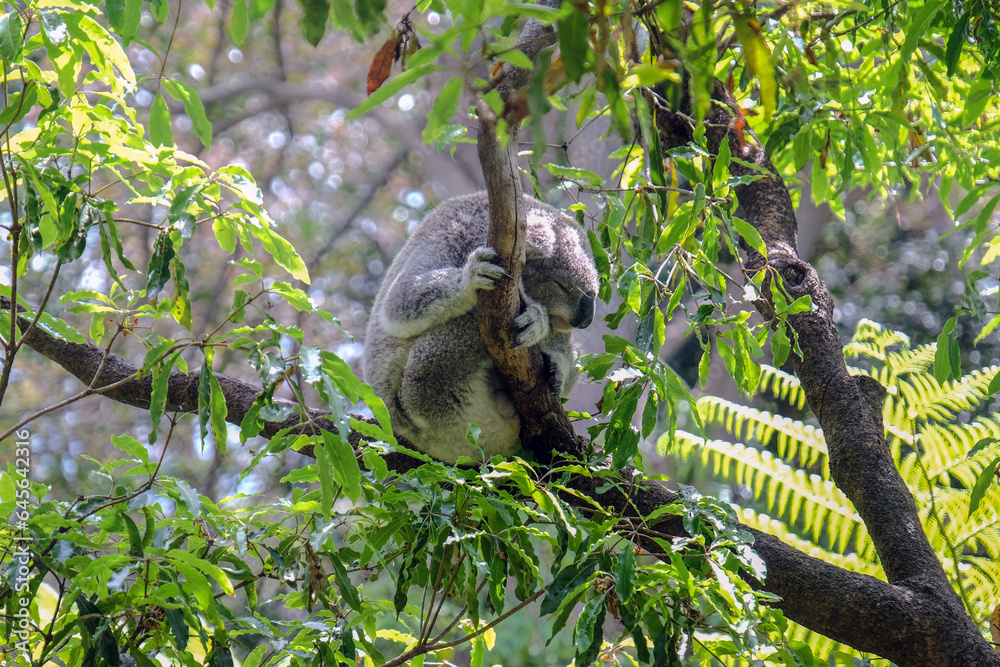 Fototapeta premium Koala bear sleeping in a tree during the daytime at Sydney zoo, Australia.