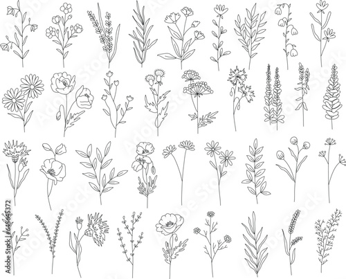 Outline plants set  line drawing art  wildflowers set  botanical plants isolated  simple art design  abstract line outline  vector for frame  fashion design