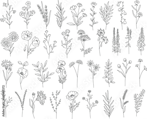 Outline plants set, line drawing art, wildflowers set, botanical plants isolated, simple art design, abstract line outline, vector for frame, fashion design