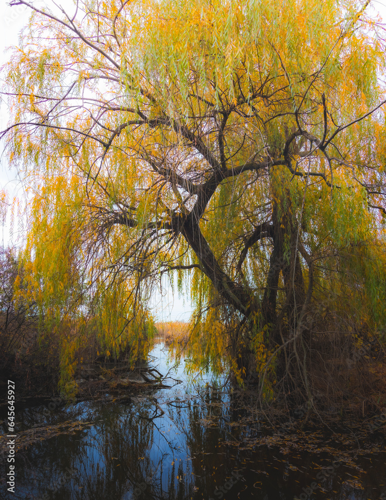 Ukraine, Kharkov region, Autumn, yellow foliage, Autumn in the forest