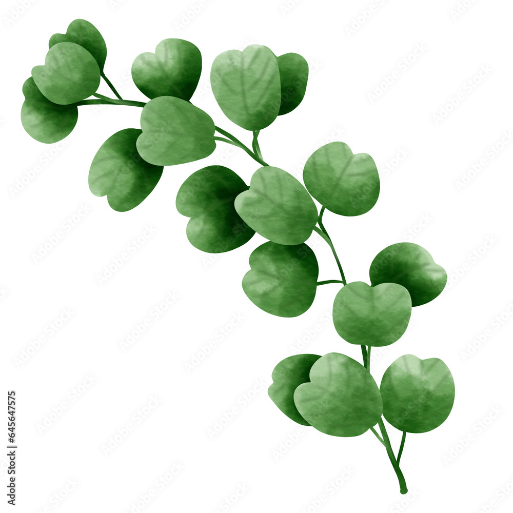 Branch of eucalyptus leaf. Branch of eucalyptus leaf.