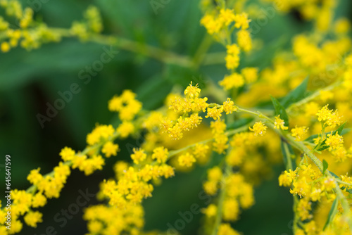 Solidago canadensis, Canada goldenrod flowers closeup selective focus