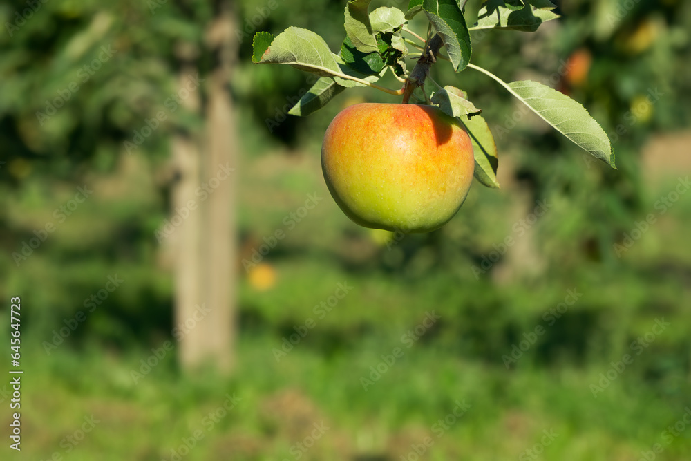 ripening apple on the tree branch ripening apple on the tree branch