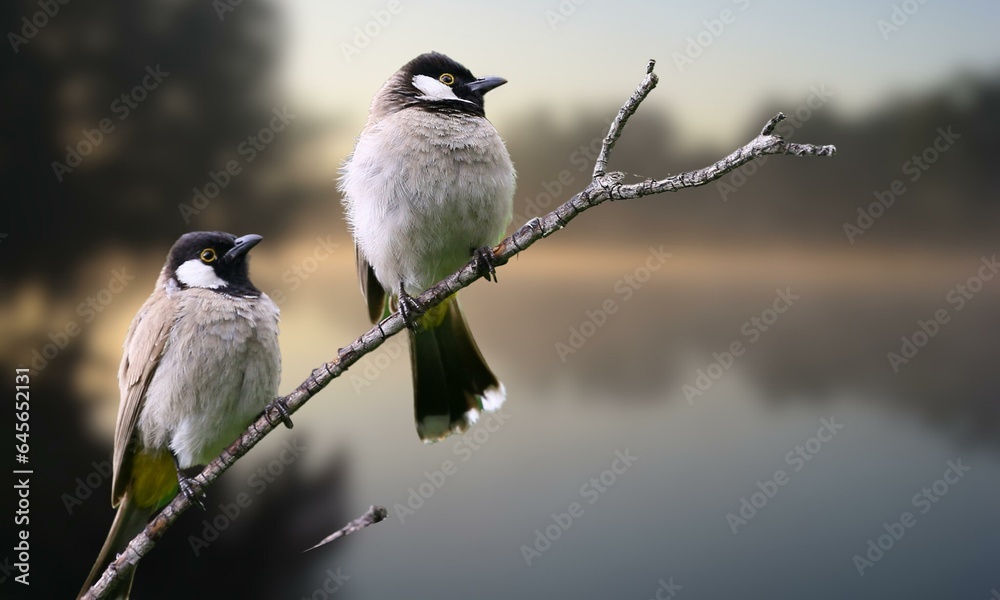 Fototapeta premium black capped kingfisher