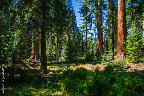 The General Grant Tree area in the Kings Canyon National Park. 