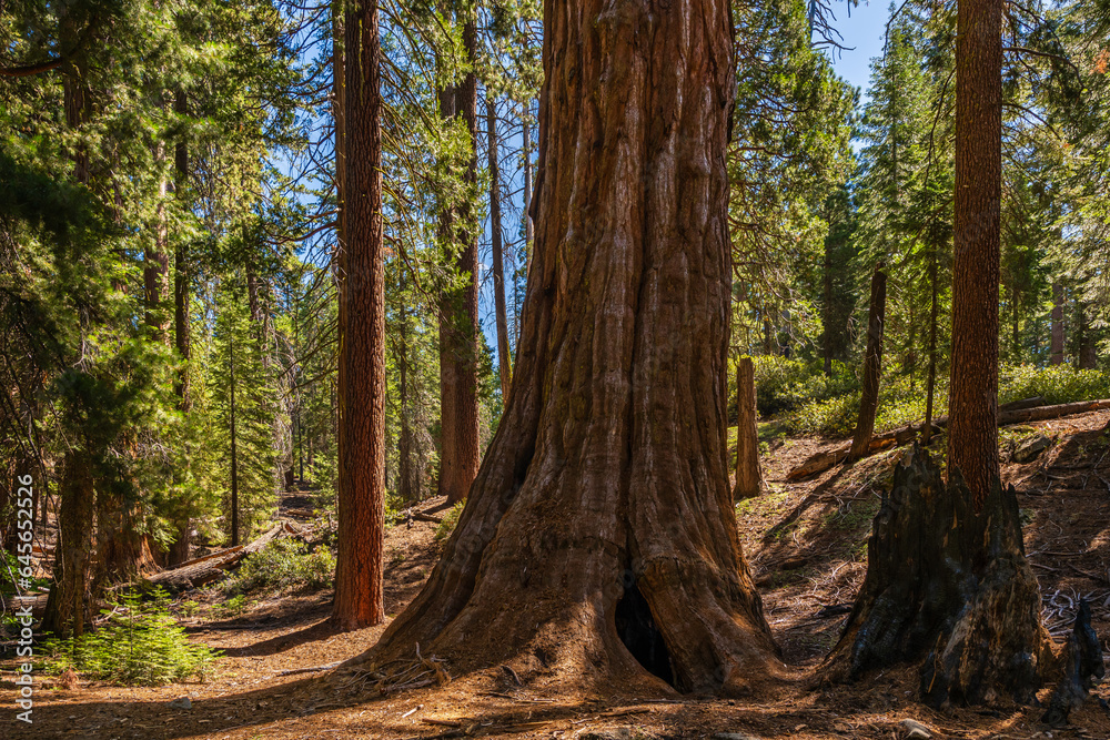 Obraz premium The General Grant Tree area in the Kings Canyon National Park. 