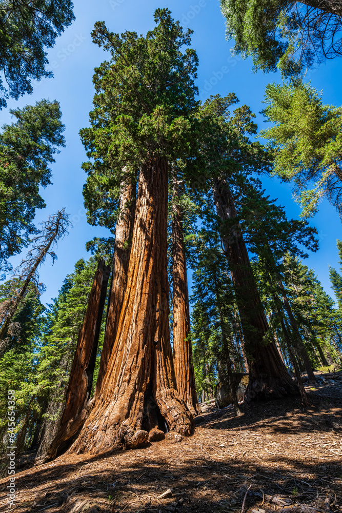 The General Grant Tree area in the Kings Canyon National Park.