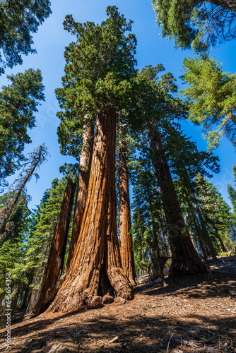 Obraz na płótnie The General Grant Tree area in the Kings Canyon National Park. w salonie