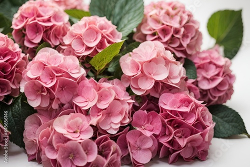 Pink hydrangea flowers on the white background. floristic concept