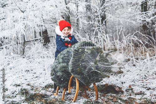 Happy little girl pushing Christmas tree on sleigh. Cute preschool child on fir tree cutting plantation. Family choosing, cut and felling own xmas tree in forest, family tradition in Germany photo
