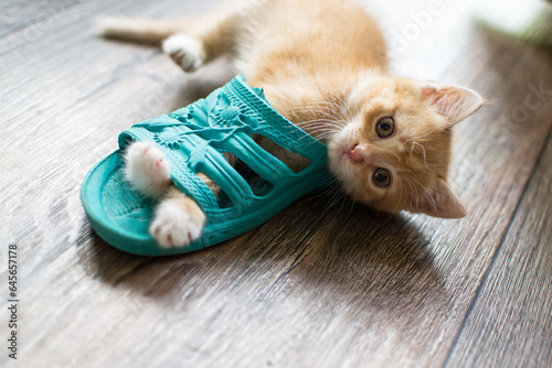 Cute very cute ginger kitten playing with shoes.