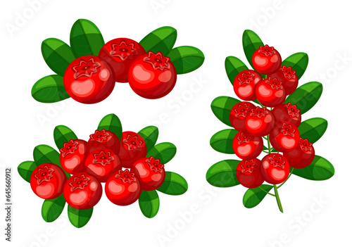 Fototapeta Naklejka Na Ścianę i Meble -  Set of red tasty cranberries in cartoon style. Vector illustration of delicious bunch and branch of cranberry berries with green leaves isolated on white background.