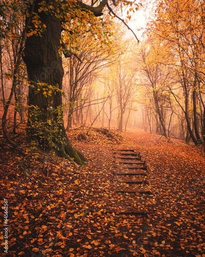 Pathway in the forest at au...