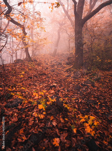 Pathway in the forest at au...