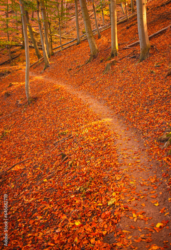 Pathway in the forest at au...