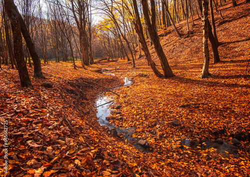 Pathway in the forest at au...