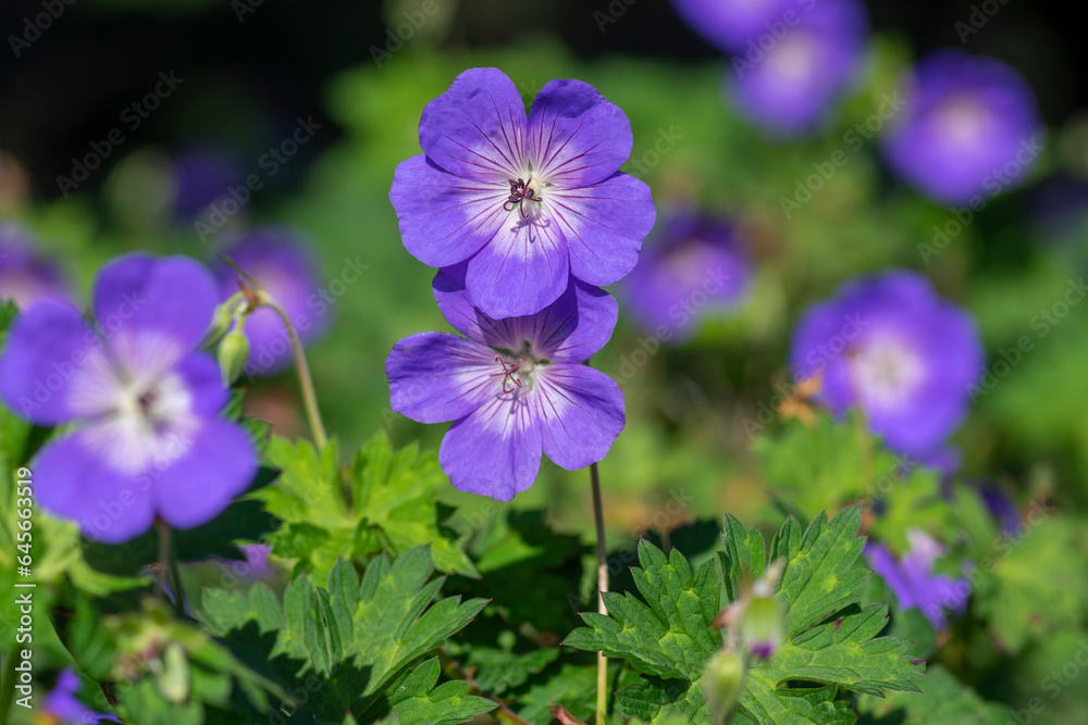 Cranesbills group of blue white purple flowers in bloom, Geranium Rozanne flowering ornamental plant, green leaves Cranesbills group of blue white purple flowers in bloom, Geranium Rozanne flowering ornamental plant, green leaves