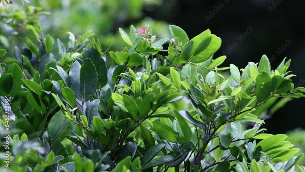 lily of the valley in the forest