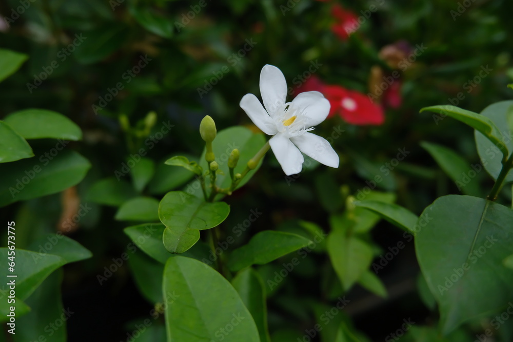 red and white flowers red and white flowers
