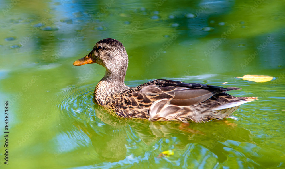 Wild duck swim in the lake
Wild duck swim in the lake